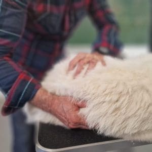 Canine Etiopathy - Continuing education 3 seminars