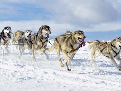 dog sled