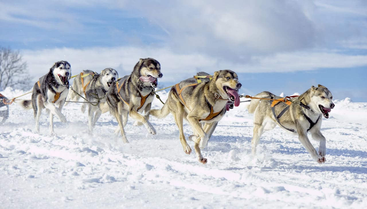 dog sled