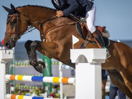 horse jumping